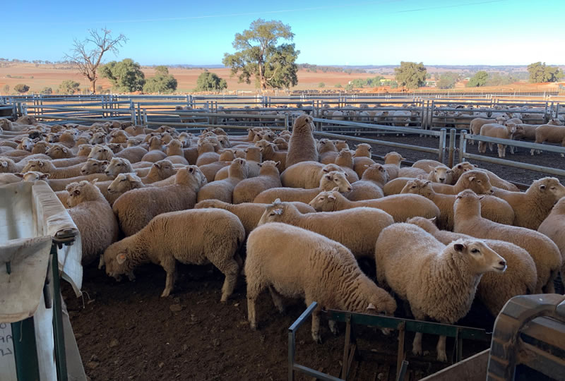 Binginbar Farms Sheep
